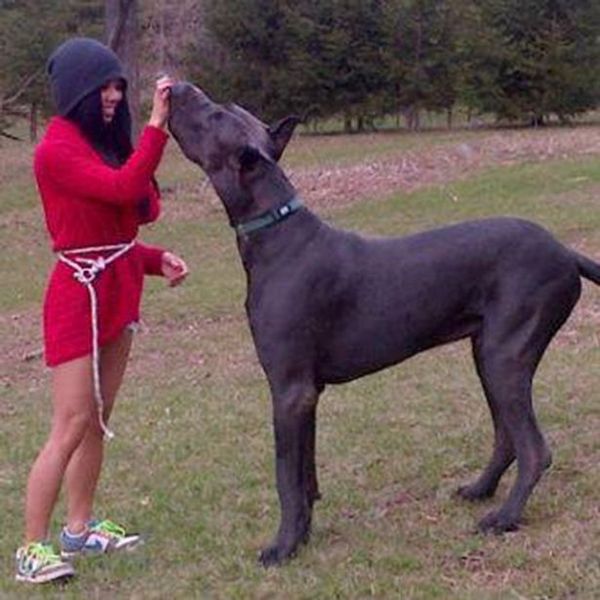 Собака из Канады настолько велика, что люди принимают ее за лошадь. ФОТО