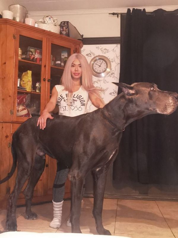 Собака из Канады настолько велика, что люди принимают ее за лошадь. ФОТО