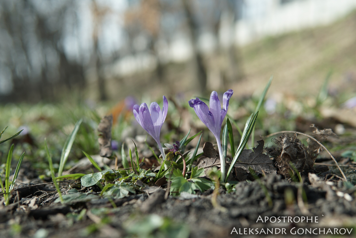 Киев Весна цветы почки Ботанический сад имени Фомина Апостроф