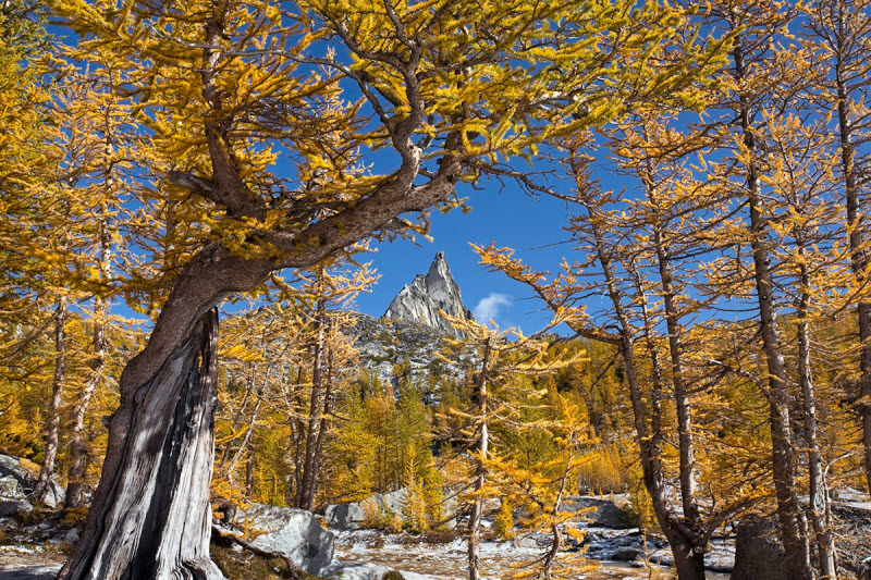 Фотографии дикой природы с конкурса Wilderness Forever