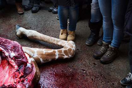 В датском зоопарке предложили убить еще одного жирафа Мариуса