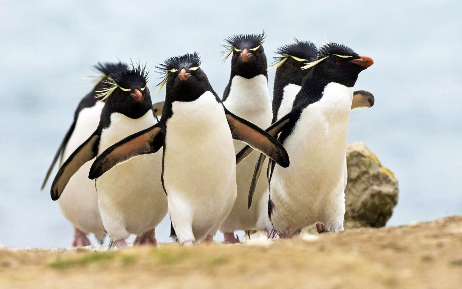 Из-за коронавируса в США закрыли океанариум: по залам гуляют пингвины. ВИДЕО