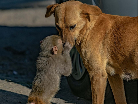Собака «усыновила» осиротевшую обезьянку. ВИДЕО