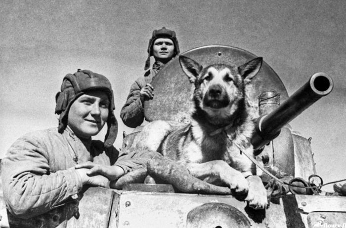 Как собаки помогали во время Великой Отечественной войны