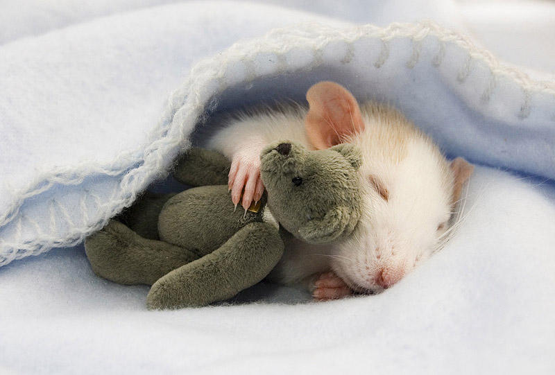 Очаровательные крыски с плюшевыми мишками. ФОТО