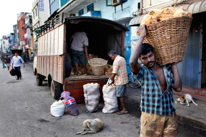 В автобусах на Шри-Ланке выделили места для «беременных собак»