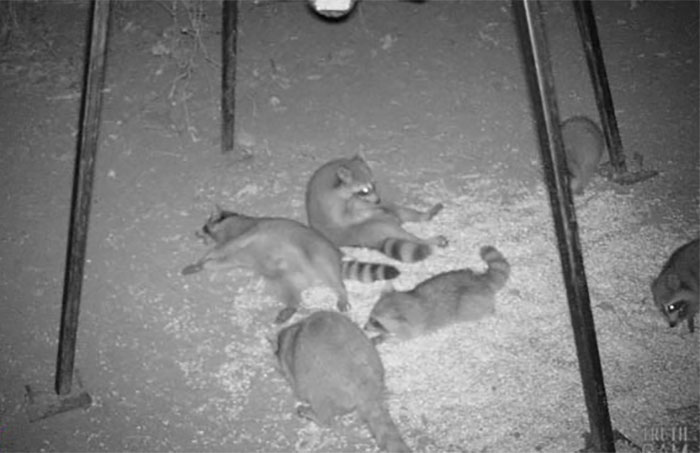 Личная жизнь енотов: папарацци со скрытой камерой не дают покоя лесным животным. ФОТО