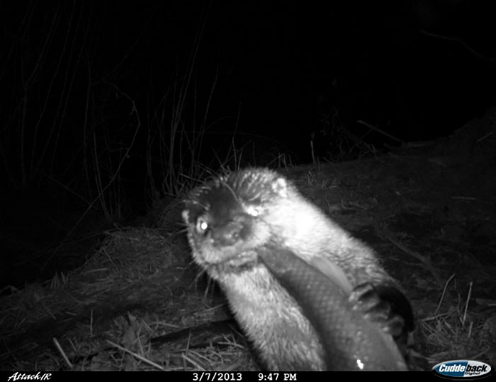 Личная жизнь енотов: папарацци со скрытой камерой не дают покоя лесным животным. ФОТО