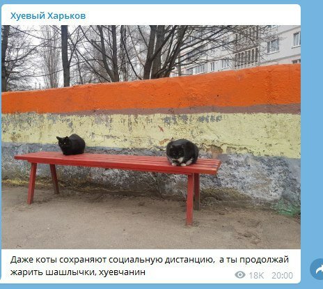 В сети смеются над котами, которые во время эпидемии, соблюдают дистанцию. ФОТО