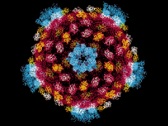 Схема строения реовируса