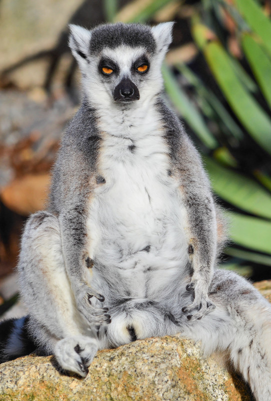 DRUNKEN LEMUR