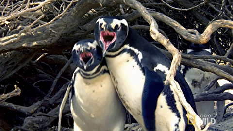 Увели прямо из-под клюва: пингвины-геи похитили птенца у плохих родителей. ВИДЕО