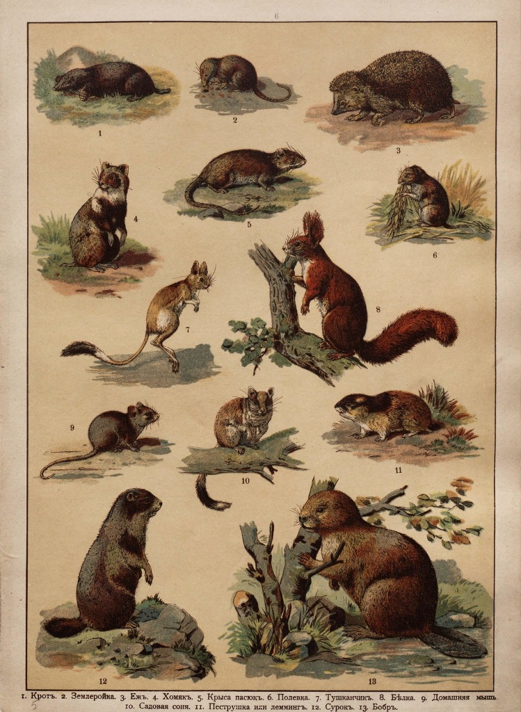 Царство животных в картинах, 1903 год