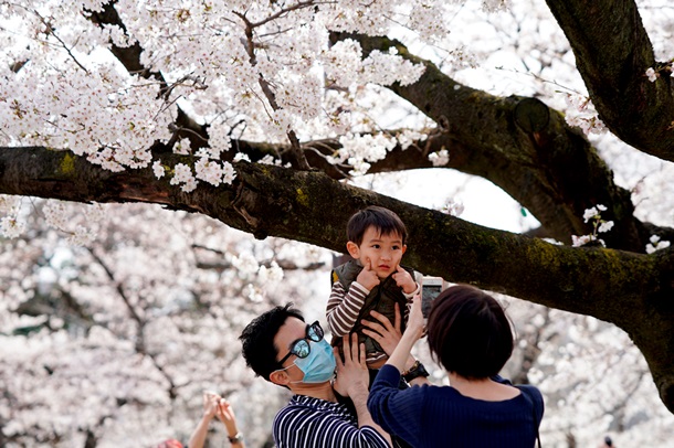 В Японии начался сезон цветения сакуры. ФОТО