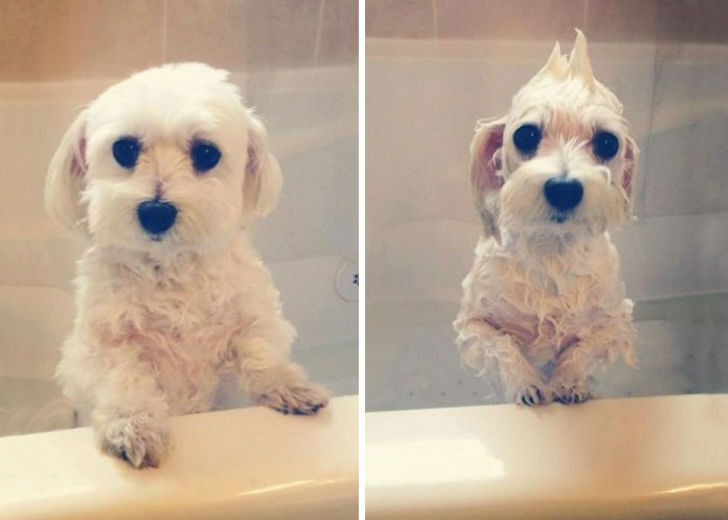 15 уморительных фотографий о том, как животные ненавидят мыться. ФОТО