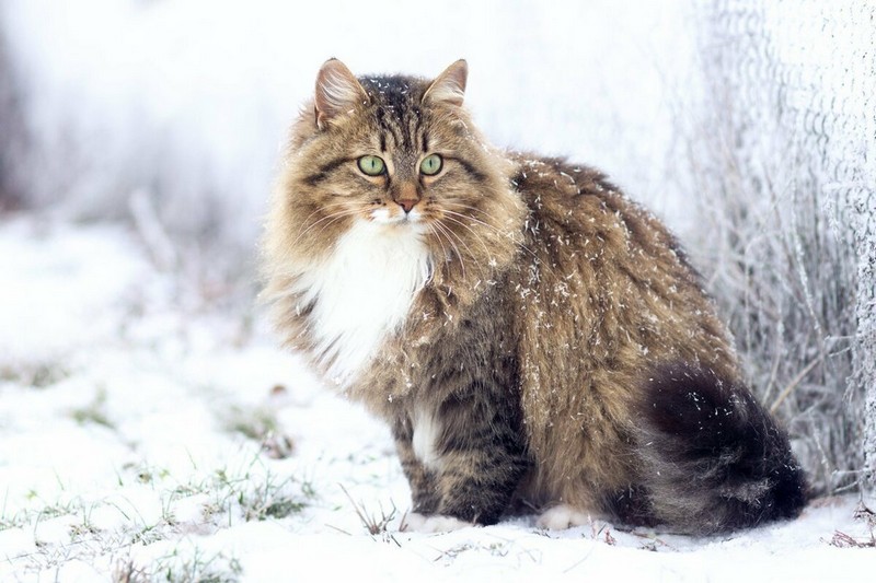 Самые большие среди домашних кошек в мире