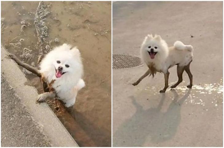 Смешные собаки, которым только дай поваляться в грязи