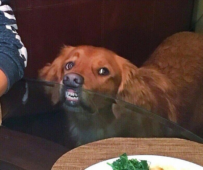 Забавные фото собак, которые умеют выпрашивать еду. ФОТО