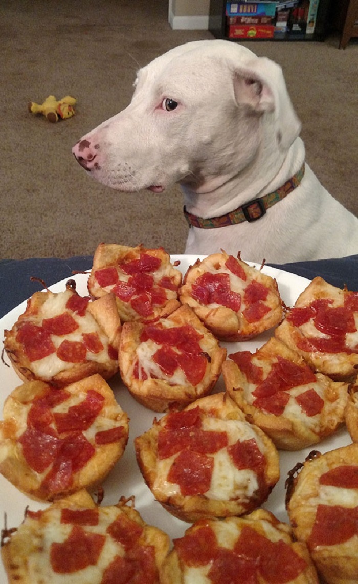 Забавные фото собак, которые умеют выпрашивать еду. ФОТО