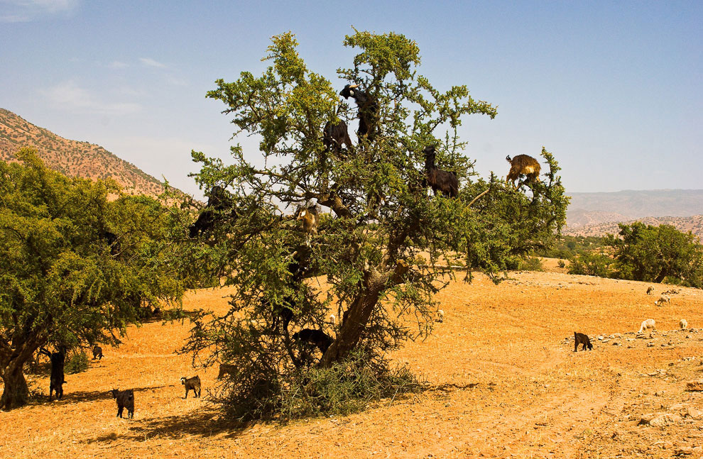 Козы из Марокко умеют лазать по деревьям