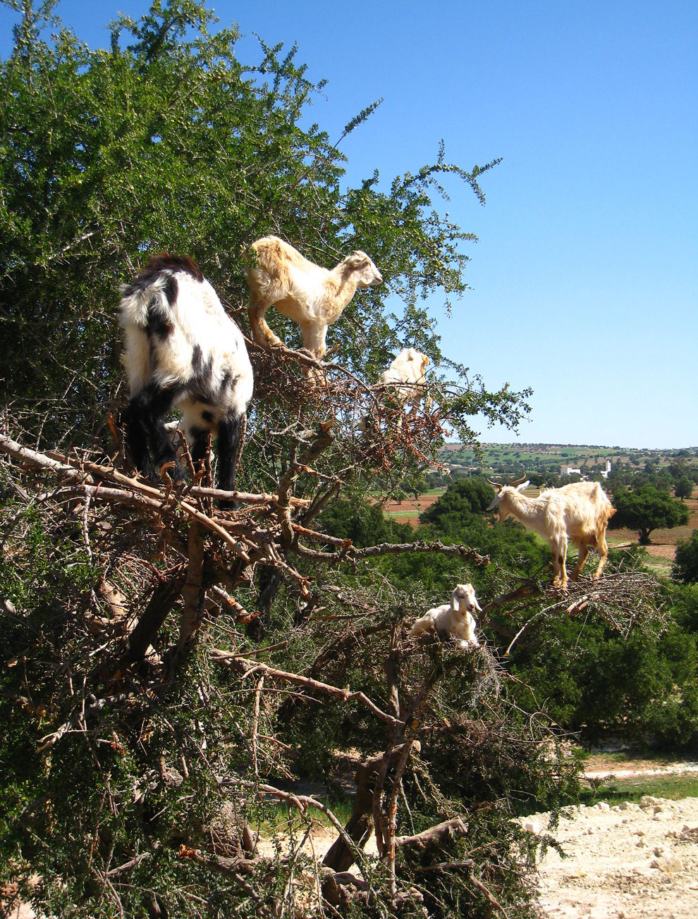 Козы из Марокко умеют лазать по деревьям