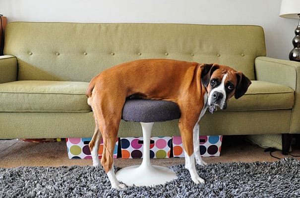 Забавные животные, которые понятия не имеют, как работает мебель. ФОТО