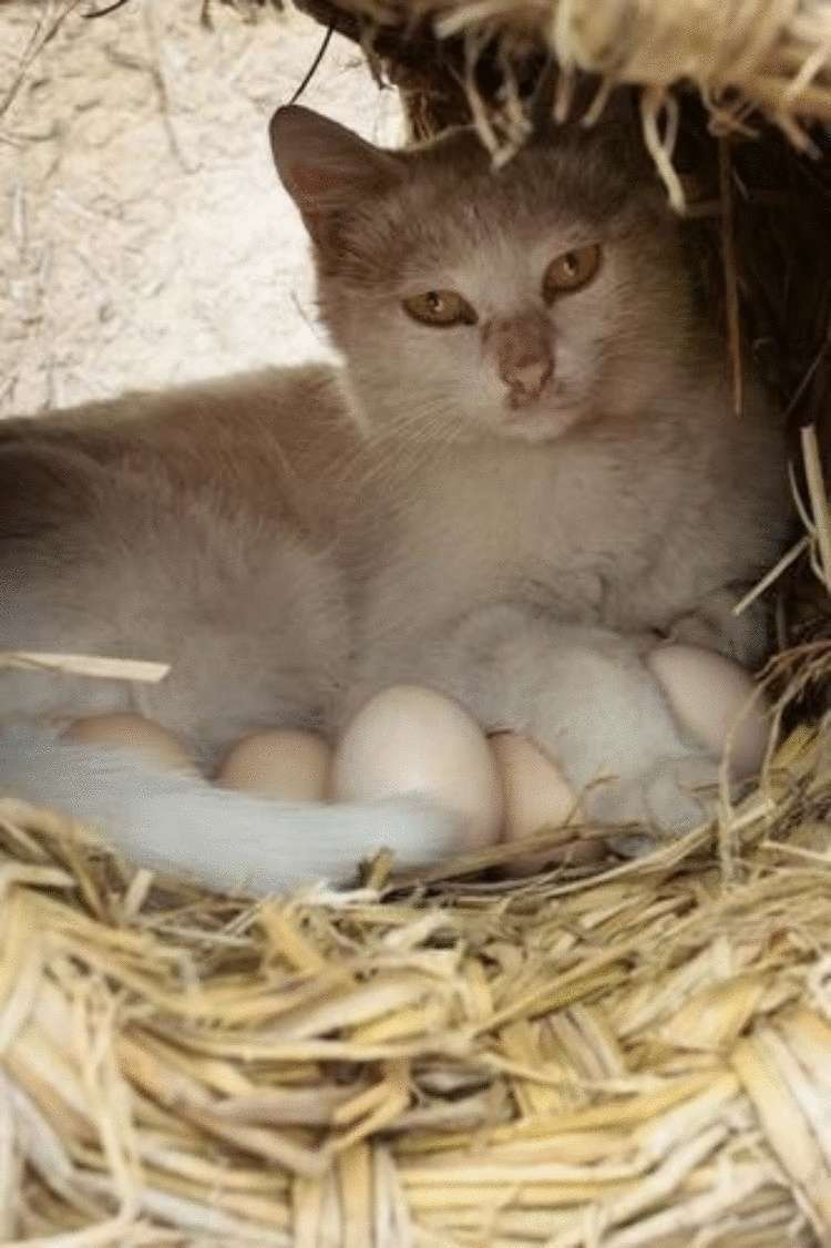 15 забавных фото, которые докажут, что коты — самые странные существа на свете