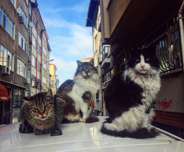 Коты на пустых улицах Стамбула