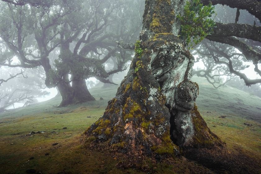 Живописные деревья древнего леса на острове Мадейра