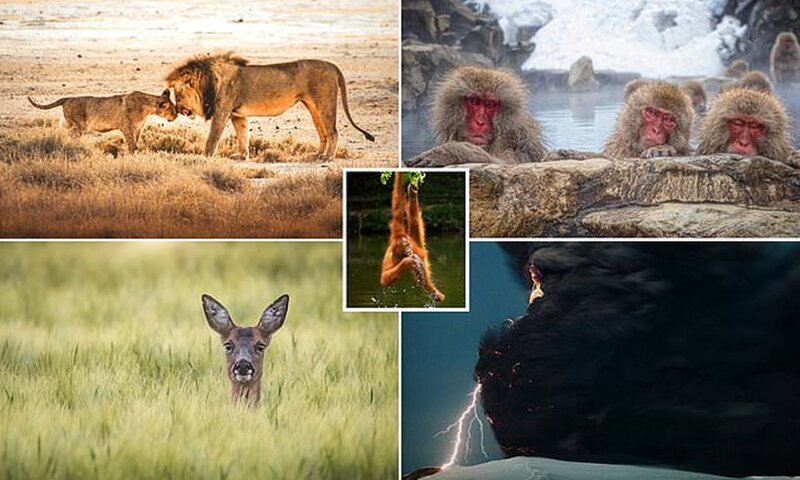 Самые впечатляющие снимки дикой природы с фотоконкурса Agora #Wild2020. ФОТО