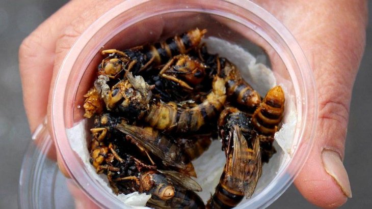 Жареные осы — деликатес японской кухни. ФОТО
