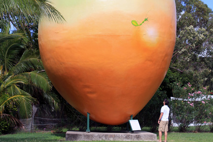 В Австралии пропало семитонное манго