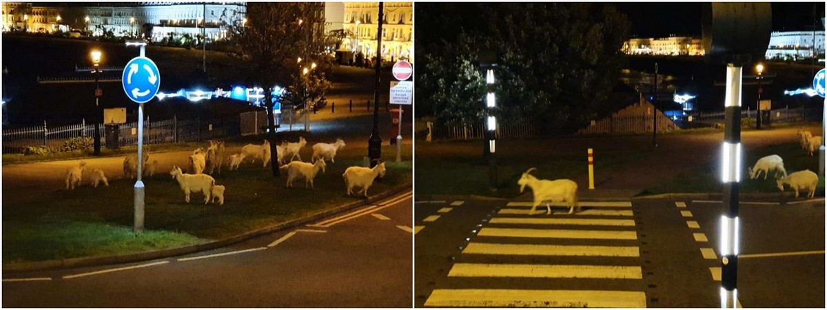 Стадо коз бродило по валлийским улицам во время карантина