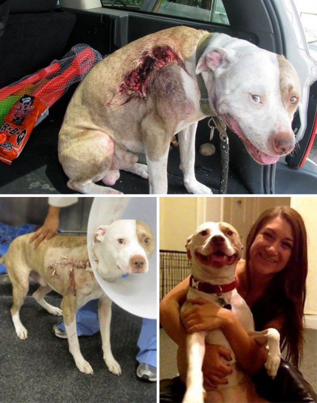 До и после: душераздирающие примеры перевоплощения собак, которые обрели любящих хозяев. ФОТО
