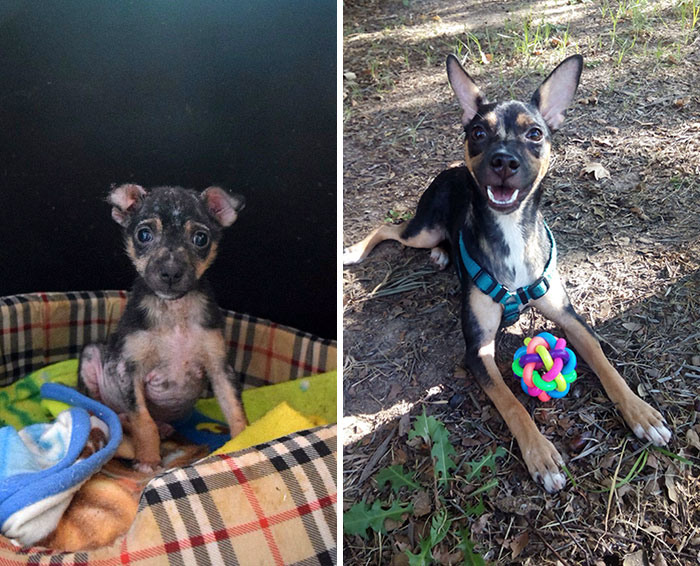 До и после: душераздирающие примеры перевоплощения собак, которые обрели любящих хозяев. ФОТО