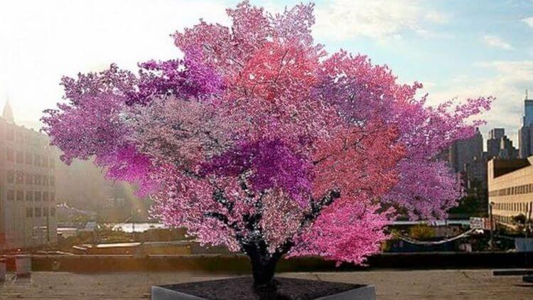 Удивительное дерево, на котором растет 40 видов фруктов. ФОТО