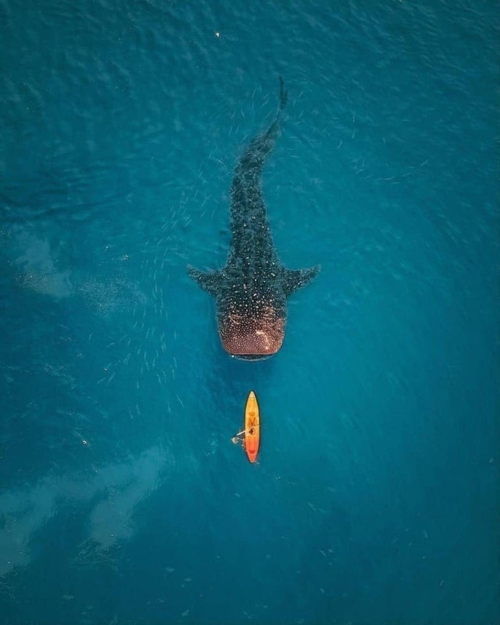 20+ неприлично огромных вещей. ФОТО