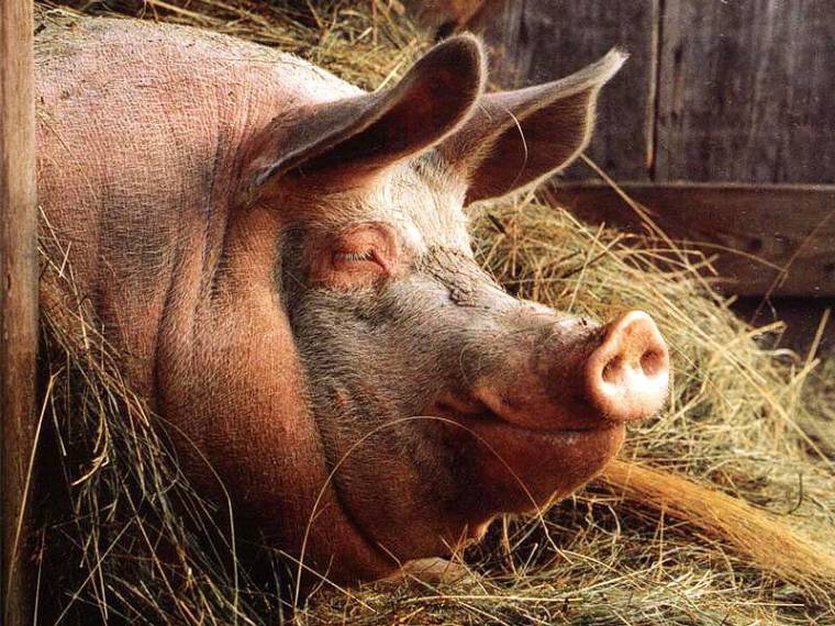 Беларусь запретила ввоз свинины из Украины