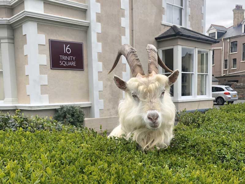 «Карантин в действии»: козы начали разгуливать по улицам уэльского города. ФОТО