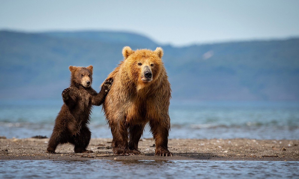 Мать-медведица учит медвежат ловить рыбу на Камчатке
