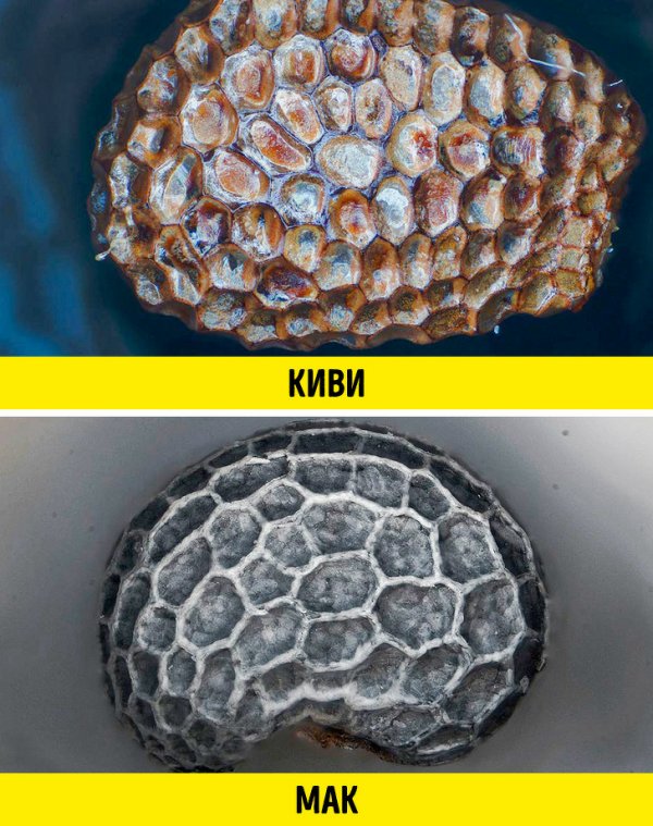 Сравнение разных вещей на снимках через микроскоп