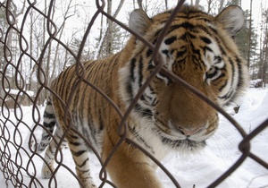 В китайском зоопарке от голода умерли одиннадцать редчайших тигров