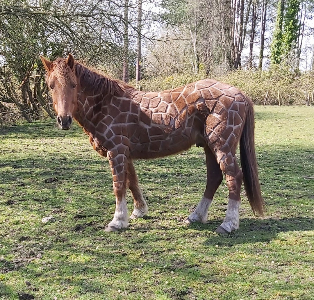 Британка подстригла лошадь под жирафа
