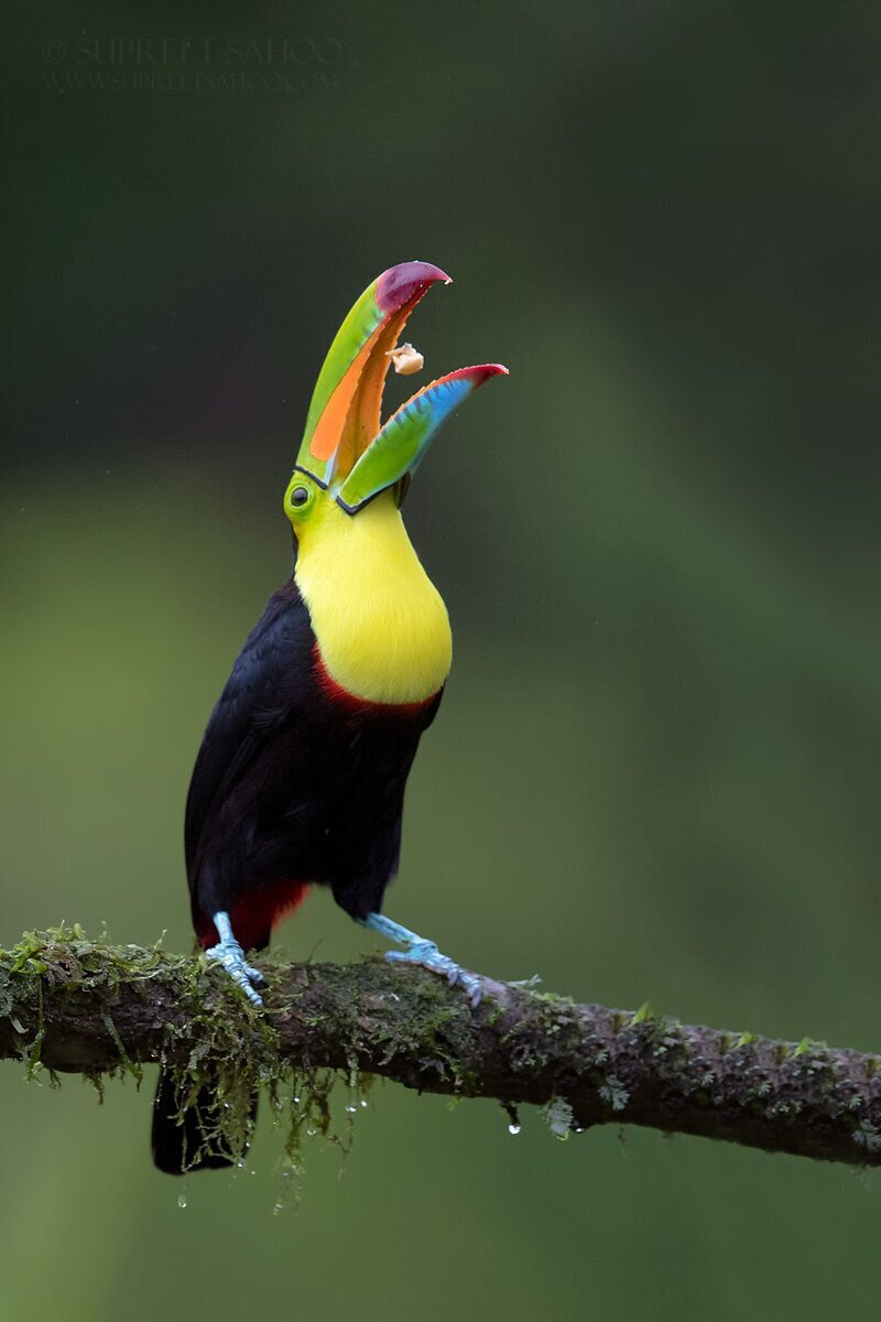 Удивительные обитатели тропических лесов Коста-Рики в объективе Суприта Саху. ФОТО