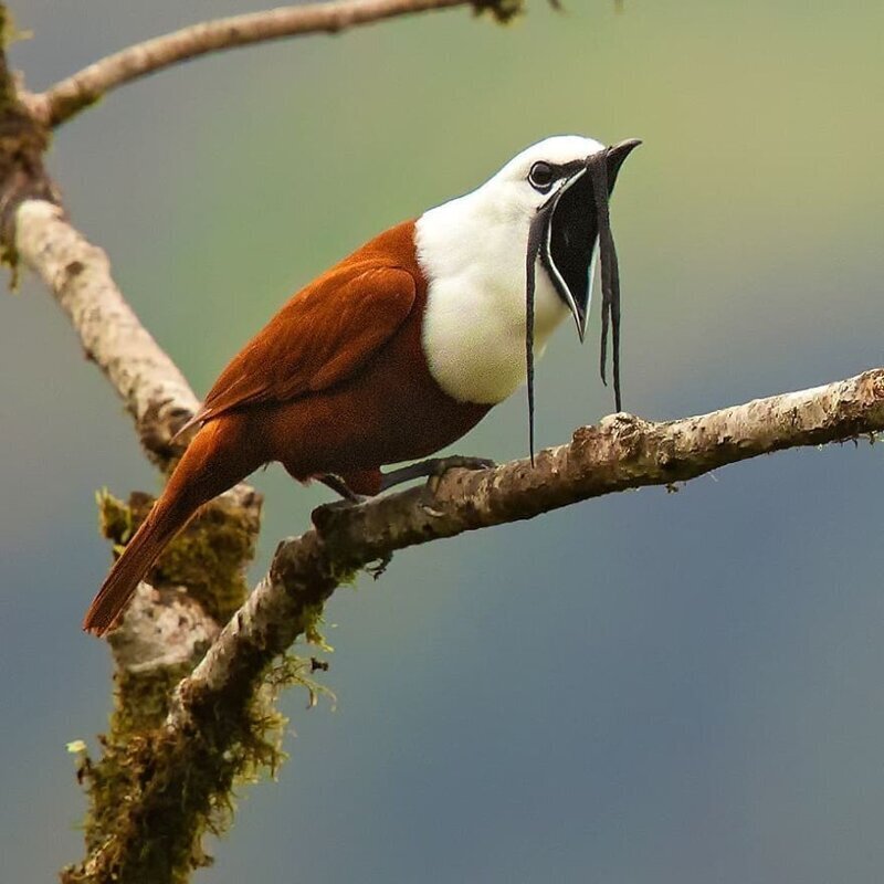 Удивительные обитатели тропических лесов Коста-Рики в объективе Суприта Саху. ФОТО