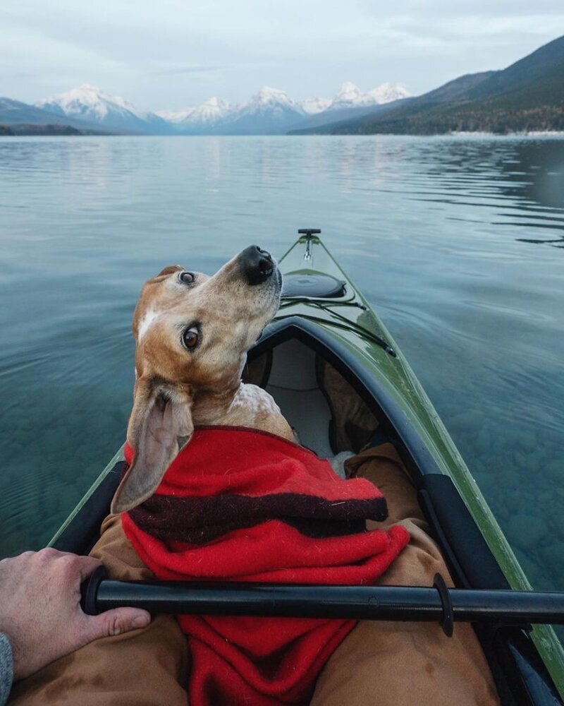 Как путешествуют фотограф Терон Хамфри и его собака Мэдди. ФОТО