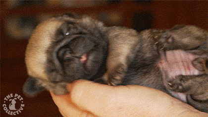 Мимимишность дня — 30 фото щенков, которые сделают ваш день счастливей. ФОТО