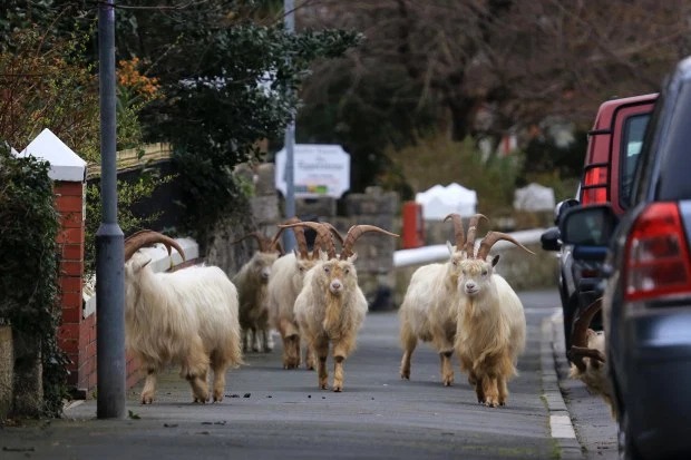 Карантин — для людей, прогулки — для зверей: улицы британских городов заполонили олени и козы. ФОТО
