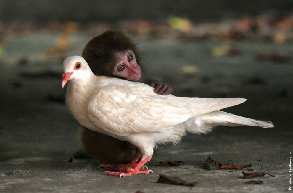  7 примеров необычной дружбы между животными. ФОТО