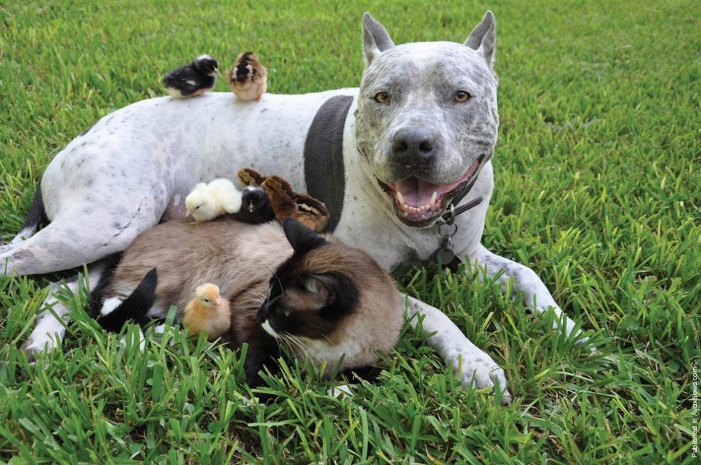  7 примеров необычной дружбы между животными. ФОТО